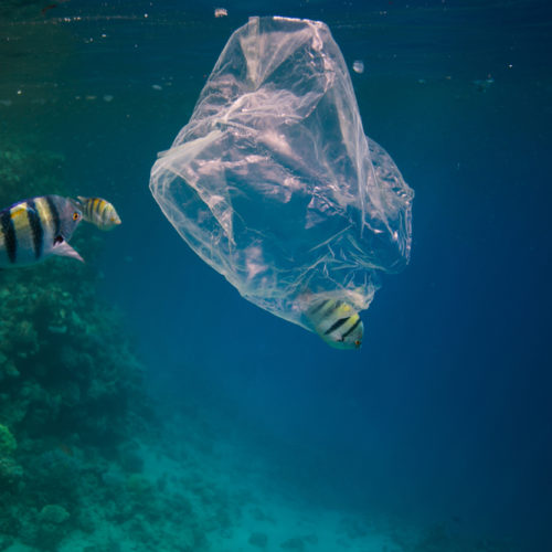 Marine life and ocean plastic