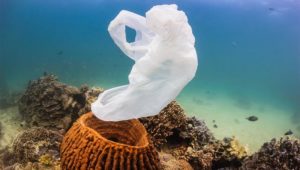 plastic bag in coral reef
