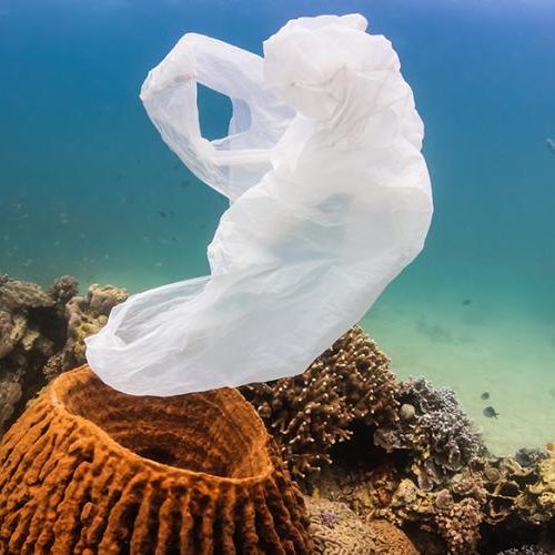 plastic bag in coral reef