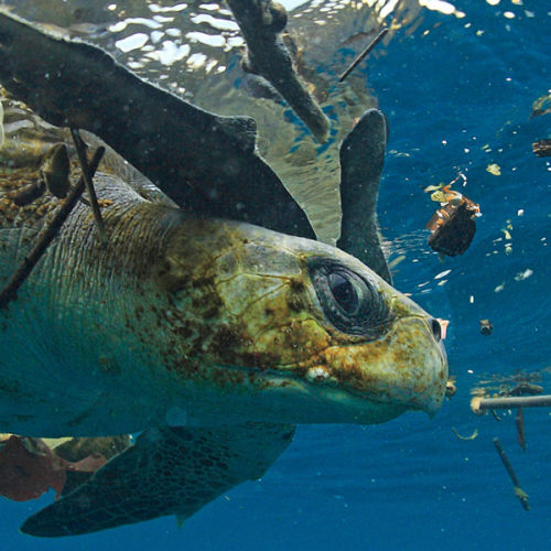 sea turtle surrounded by plastic pollution