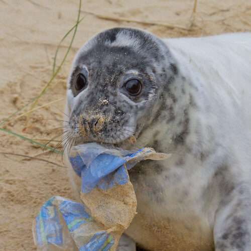 Seal eating plastic