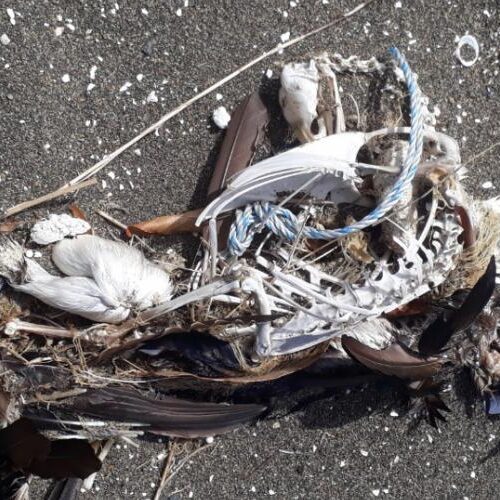 Seabird with plastic