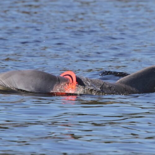 A plastic ring on a dolphin.