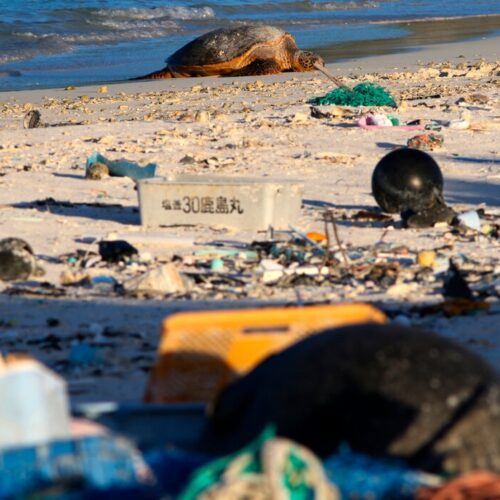 A green sea turtle on Midway Atoll in the Pacific.