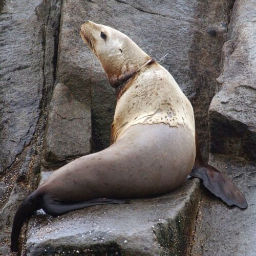 A sea lion with a packing strap stuck around its neck in Alaska.