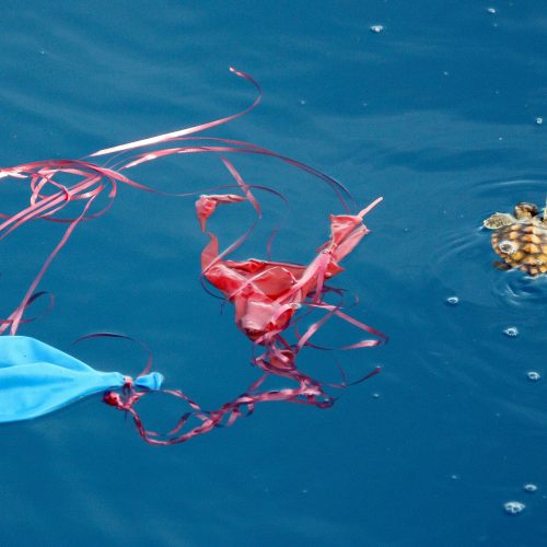 Balloon and turtle